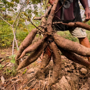 Documentário revela a importância cultural e econômica da farinhada no Piauí